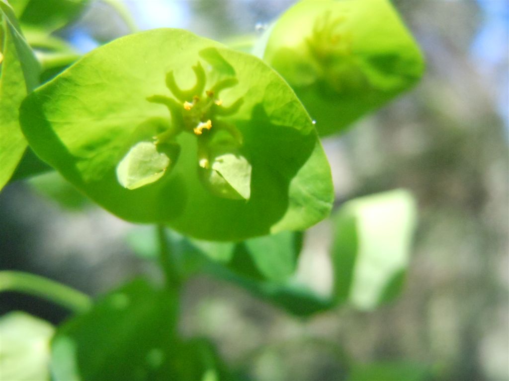 Euphorbia amygdaloides L.